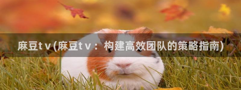 麻豆社区：麻豆tⅴ(麻豆tⅴ：构建高效团队的策略指南)